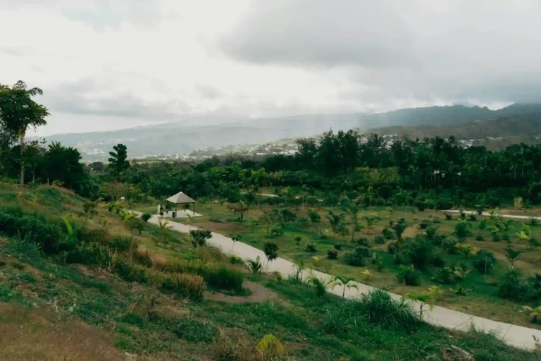 Actualités de La Réunion : suivre et comprendre l&rsquo;île