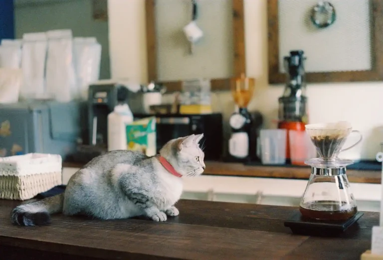 Café miaou : ce qu&rsquo;est vraiment un bar à chats