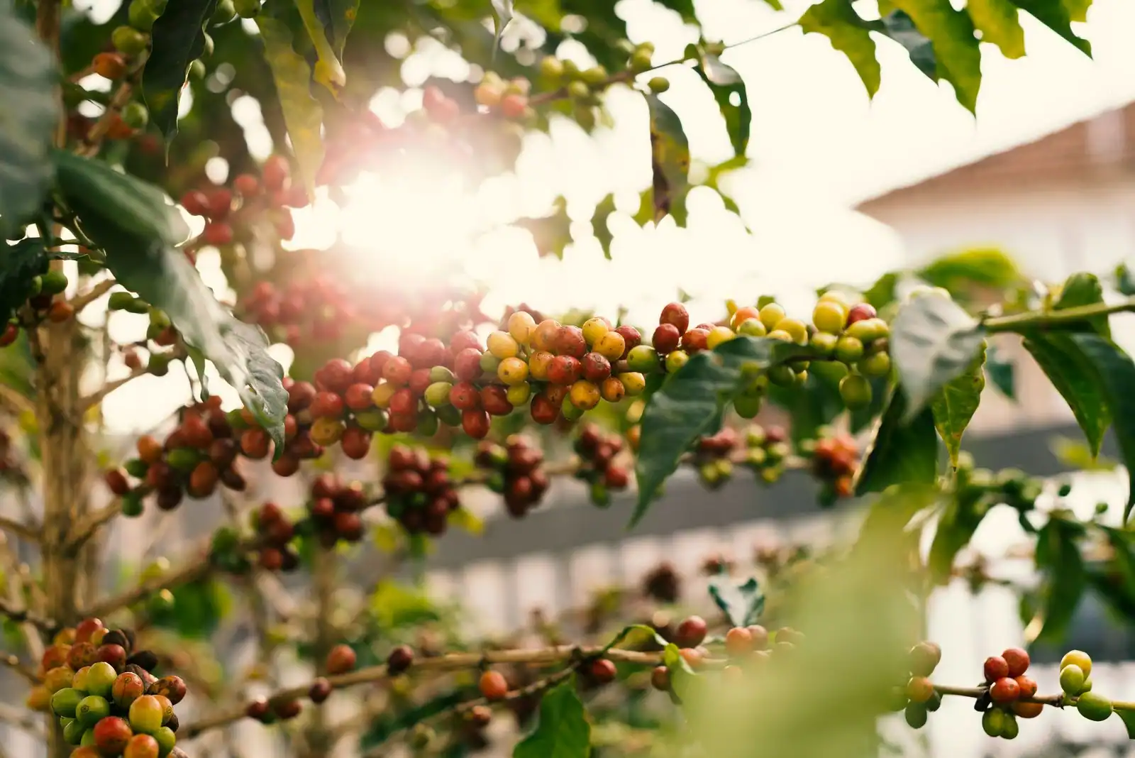 Cerises de café à différents stades de maturité, du vert au rouge, sur les branches d'un caféier.